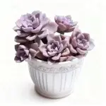 Alegría púrpura. Diámetro de la copa aprox. 12 cm, planta suculenta (sin maceta).