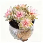 (Rosa) Purple Mist, diámetro de la copa aprox. 12cm, planta suculenta (sin maceta)