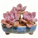 Dreiköpfige lila Freude 10cm Sukkulente Pflanze (Topf nicht inbegriffen)