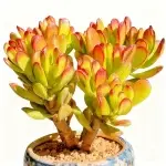 オールドステム ラッキーキャット 多肉植物（鉢は含まれません）