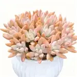 Autumn Beauty rosa, diámetro de la copa aprox. 11 cm, planta suculenta (sin maceta)