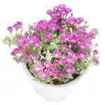 Rama-tallo con flores, anchura de copa 15 cm, planta suculenta (sin maceta)