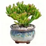 オールドステム マネーツリー クラスター 多肉植物 (鉢は含まれません)