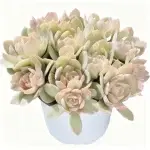 Velo de seda de hoja grande, anchura de copa aprox. 12 cm, planta suculenta (sin maceta)