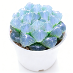 Eine blaue Spiegel-Jade-Pflanze (5-8cm)
