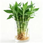 Zehnteiliges Set von Ficus Benjamina + kleiner Beutel mit Nährlösung (Topf nicht inbegriffen)