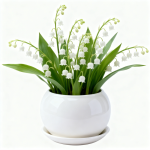 Semillas de lirio del valle (15 semillas)