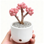 Peach Egg Old Stem Succulent mit drei Köpfen (5-7cm) Topf nicht inbegriffen