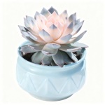 Pink-Hearted Bluebird Sukkulente, 13-15cm (ohne Topf)