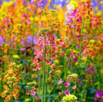 100g Assorted Color Rapeseed Seeds - 画像2