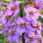 Purple Rapeseed Seeds 100g - Imagen 2