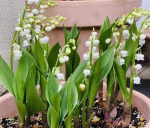 Valley Lily Seeds (15 seeds) - Imagen 2