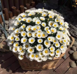 500 White Daisy Seeds + Small Packet of Fertilizer - Imagen 2