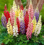 95 Lupin Seeds + Small Fertilizer - Bild 2