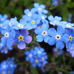Forget-me-not seeds (150 seeds) + small bag of fertilizer - Bild 2