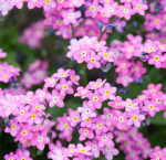 Forget-me-not seeds (150 seeds) + small bag of fertilizer - Bild 3