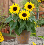 Sunflower Seeds 150 Seeds + Small Bag of Fertilizer - Imagen 2