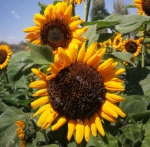 Sunflower Seeds 150 Seeds + Small Bag of Fertilizer - Imagen 3