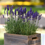 200 Lavender Seeds + Small Bag of Fertilizer - Imagen 2