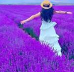 200 Lavender Seeds + Small Bag of Fertilizer - Imagen 3