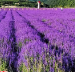 200 Lavender Seeds + Small Bag of Fertilizer - Imagen 4