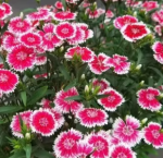 210 Dianthus Seeds + Small Bag of Fertilizer - Bild 2