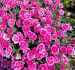 210 Dianthus Seeds + Small Bag of Fertilizer - Bild 3