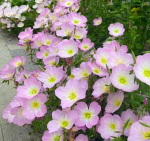 Evening Primrose Seeds, 380 seeds - Imagen 3