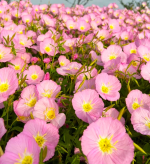 Evening Primrose Seeds, 380 seeds - Imagen 2