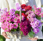 500 Mixed-Color Petunia Seeds - 画像2