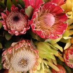 Four seeds of the Queen's Flower - 画像2