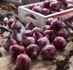 Hyacinth Bulbs for Planting: One Bulb Each in Six Colors - Imagen 3