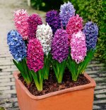 Hyacinth Bulbs for Planting: One Bulb Each in Six Colors - Imagen 2