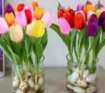 Five tulip bulbs + nutrient solution - Imagen 2