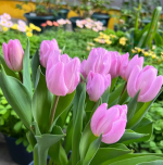 Five tulip bulbs + nutrient solution - Imagen 3