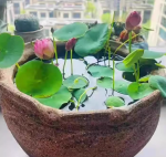 Four Seasons Bowl Lotus Seed Balls (50 Seeds) + Hydroponic Nutrient Solution - Imagen 2