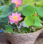 Four Seasons Bowl Lotus Seed Balls (50 Seeds) + Hydroponic Nutrient Solution - Imagen 3