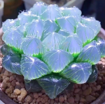 One Blue Mirror Jade Plant (5-8cm) - 图片 2