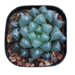 One Blue Mirror Jade Plant (5-8cm) - 图片 3