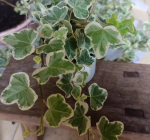 5 ivy plants (15-20 cm) without pots - Bild 3