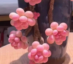 Peach Egg Old Stem Succulent with Three Heads (5-7cm) Pot Not Included - Imagen 2