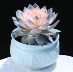 Pink-Hearted Bluebird Succulent, 13-15cm (without pot) - Bild 2