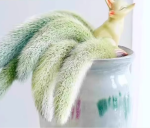 Nine-Tailed Fox Succulent (9 plants, 13-15cm) - Pots not included - Bild 2