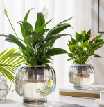 Creative Glass Planters for Hydroponic Plants Aquaponics Containers & Floral Decorative Pieces - Imagen 3